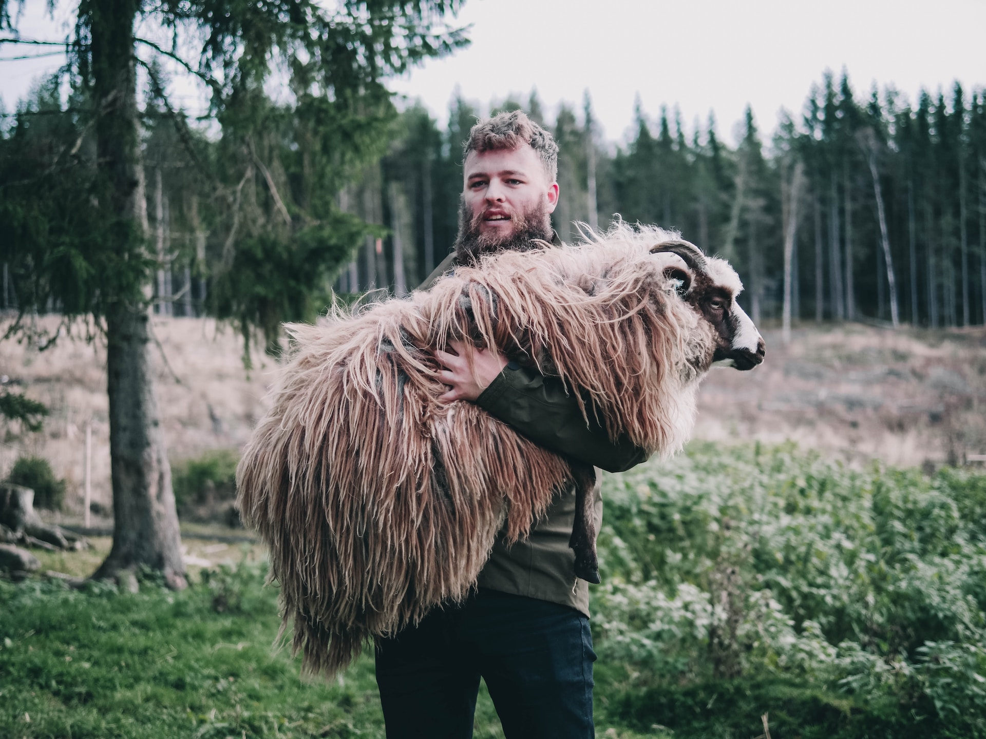 Un berger porte son mouton